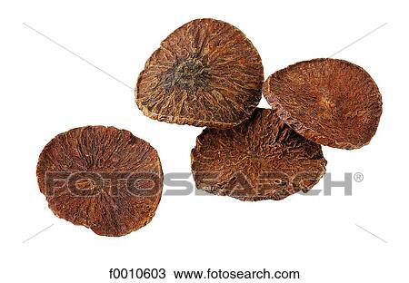 Areca nut View Large Photo Image Stock Image - Areca nut. Fotosearch