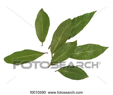 Bay leaves View Large Photo Image Stock Image - Bay leaves. Fotosearch
