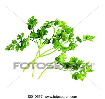 Chervil View Large Photo Image Stock Photo - Chervil. Fotosearch