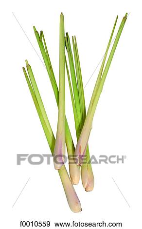 Chive View Large Photo Image Stock Photo - Chive. Fotosearch