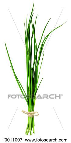 Stock Photo - Chive. Fotosearch