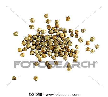 Coriander View Large Photo Image Picture - Coriander. Fotosearch