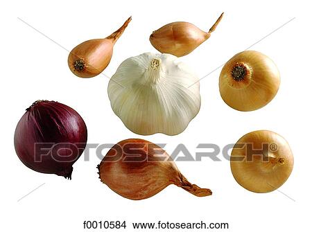 Garlic, onion, shallot View Large Photo Image Picture - Garlic, onion, shallot. Fotosearch