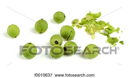 Stock Photo - Green peppercorns. Fotosearch