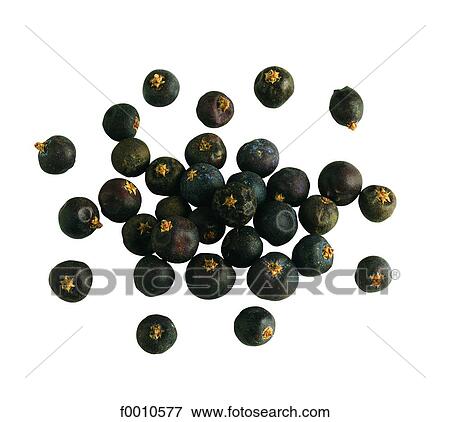 Stock Photo - Juniper berries. Fotosearch