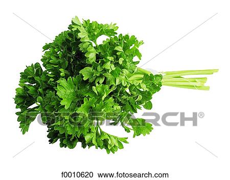 Parsley View Large Photo Image Stock Image - Parsley. Fotosearch