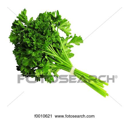 Parsley View Large Photo Image Stock Image - Parsley. Fotosearch