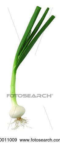 Spring onion View Large Photo Image Stock Photo - Spring onion. Fotosearch