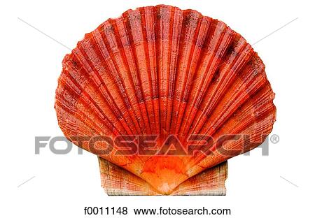 Stock Photo - Scallop. Fotosearch
