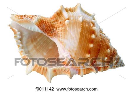 Stock Image - Shell. Fotosearch