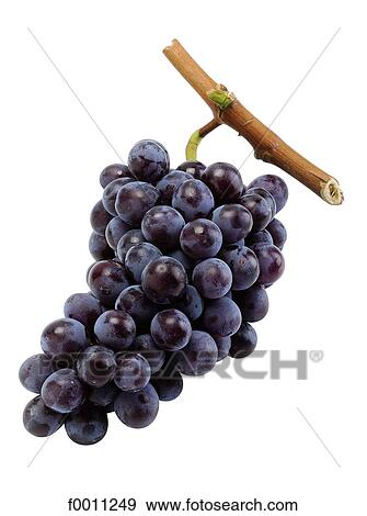 Stock Photo - Black grape. Fotosearch