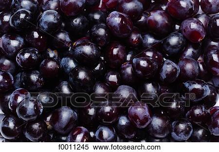 Stock Photography - Grape. Fotosearch