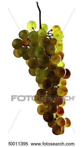 Stock Photography - Chasselas. Fotosearch