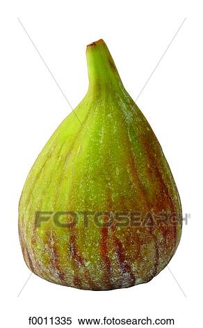 Fig View Large Photo Image Stock Photography - Fig. Fotosearch