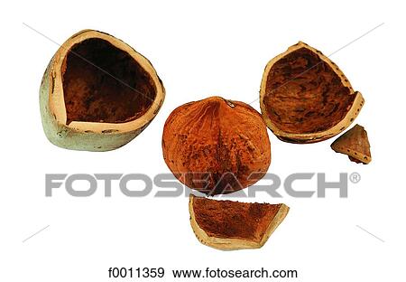 Stock Photo - Hazelnuts. Fotosearch