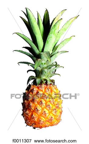 Stock Photo - Pineapple. Fotosearch