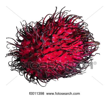 Rambutan View Large Photo Image Stock Photo - Rambutan. Fotosearch
