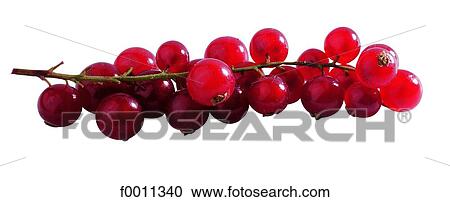 Stock Image - Redcurrants. Fotosearch
