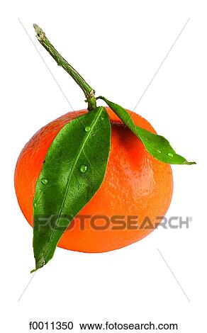 Stock Image - Tangerine. Fotosearch