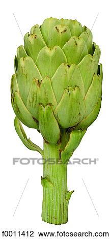 Artichoke View Large Photo Image Stock Image - Artichoke. Fotosearch