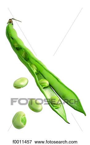 Beans View Large Photo Image Stock Photo - Beans. Fotosearch