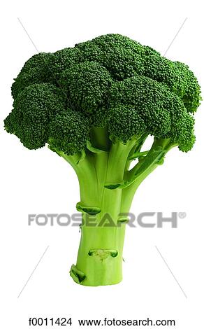Broccolis View Large Photo Image Picture - Broccolis. Fotosearch