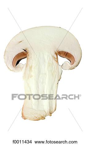 Button mushroom View Large Photo Image Picture - Button mushroom. Fotosearch