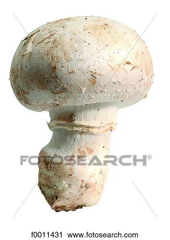 Stock Image - Button mushroom. Fotosearch