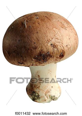 Button mushroom View Large Photo Image Stock Image - Button mushroom. Fotosearch