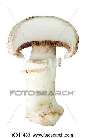 Stock Image - Button mushroom. Fotosearch