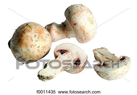 Button mushroom View Large Photo Image Stock Photography - Button mushroom. Fotosearch