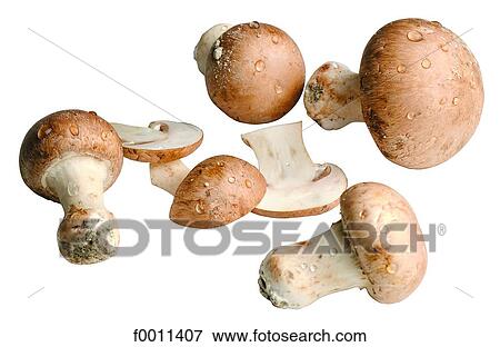 Button mushrooms View Large Photo Image Stock Photo - Button mushrooms. Fotosearch