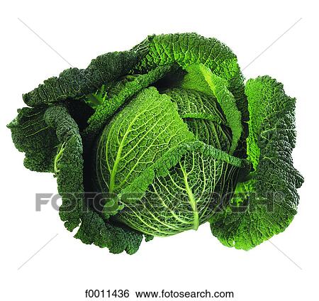 Stock Photograph - Cabbage. Fotosearch