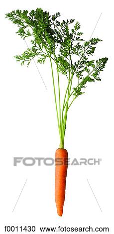 Stock Image - Carrot. Fotosearch