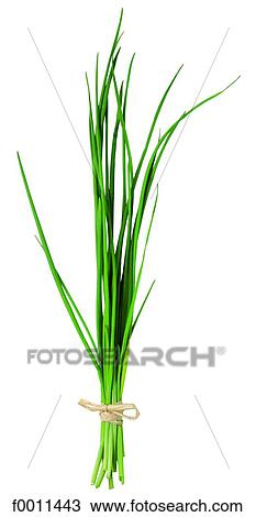 Chive View Large Photo Image Stock Image - Chive. Fotosearch