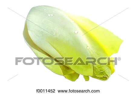 Endive View Large Photo Image Stock Image - Endive. Fotosearch