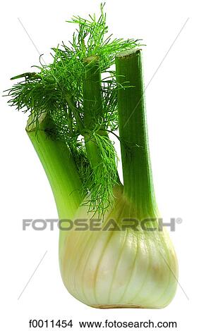 Fennel View Large Photo Image Picture - Fennel. Fotosearch
