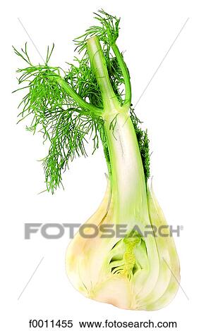 Fennel View Large Photo Image Stock Photography - Fennel. Fotosearch
