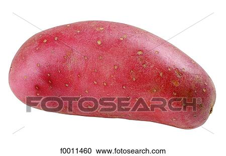 Franceline potato View Large Photo Image Stock Image - Franceline potato. Fotosearch