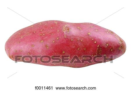 Franceline potato View Large Photo Image Stock Image - Franceline potato. Fotosearch