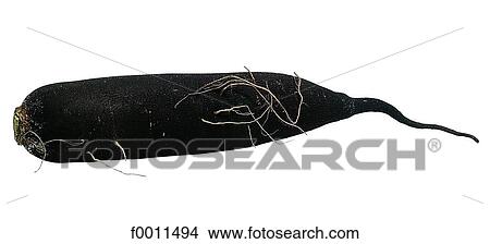 Picture - Horseradish. Fotosearch