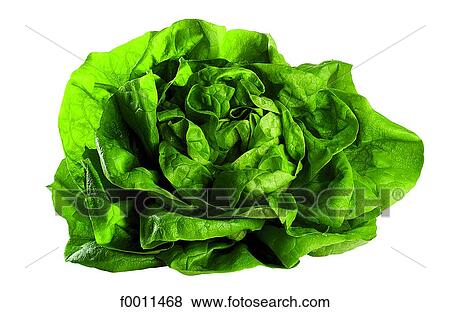 Lettuce View Large Photo Image Stock Photo - Lettuce. Fotosearch
