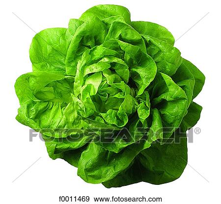 Lettuce View Large Photo Image Stock Photo - Lettuce. Fotosearch