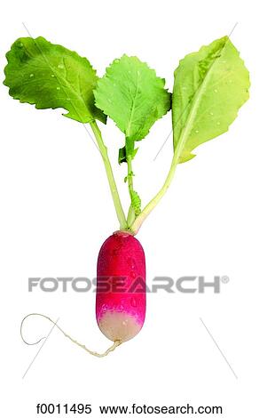 Radish View Large Photo Image Stock Photography - Radish. Fotosearch
