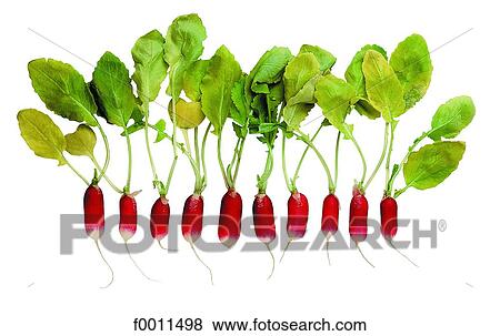 Radishes View Large Photo Image Stock Photo - Radishes. Fotosearch