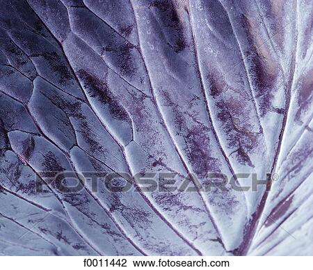 Red cabbage View Large Photo Image Stock Image - Red cabbage. Fotosearch
