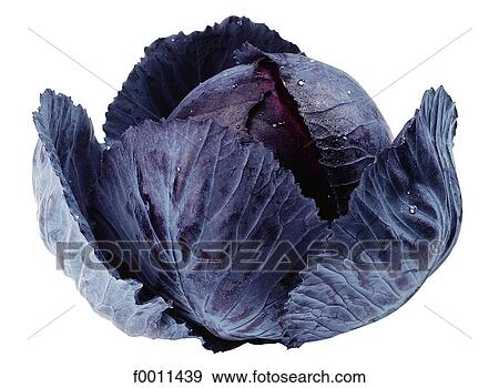 Red cabbage View Large Photo Image Stock Photo - Red cabbage. Fotosearch