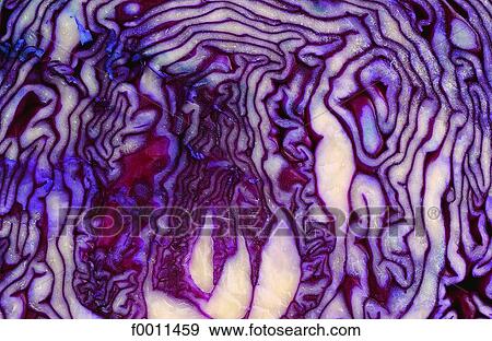 Red cabbage View Large Photo Image Stock Photo - Red cabbage. Fotosearch