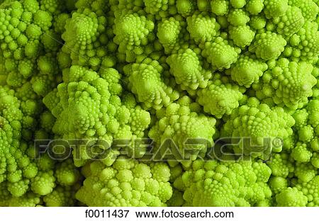 Romanesco broccoli View Large Photo Image Stock Photo - Romanesco broccoli. Fotosearch