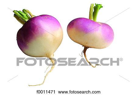 Stock Image - Turnip. Fotosearch